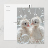 Witte pauw baby's, Postcrossing Briefkaart (Voorkant / Achterkant)