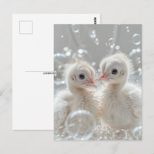 Witte pauw baby's, Postcrossing Briefkaart (Voorkant / Achterkant)