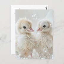 Witte pauw baby's, Postcrossing
