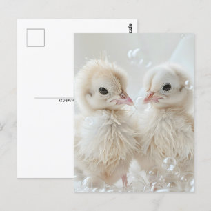 Witte pauw baby's, Postcrossing Briefkaart