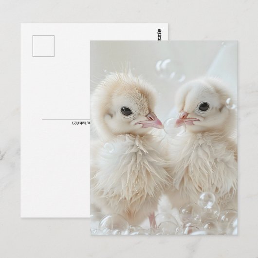 Witte pauw baby's, Postcrossing Briefkaart (Voorkant / Achterkant)