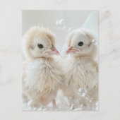 Witte pauw baby's, Postcrossing Briefkaart (Voorkant)