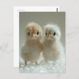 Witte pauw baby's, Postcrossing Briefkaart