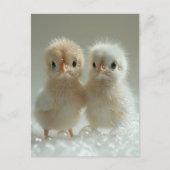 Witte pauw baby's, Postcrossing Briefkaart (Voorkant)
