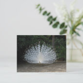 witte pauw briefkaart (Staand voorkant)