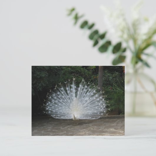 witte pauw briefkaart (Staand voorkant)