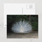 witte pauw briefkaart (Voorkant / Achterkant)