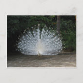 witte pauw briefkaart (Voorkant)