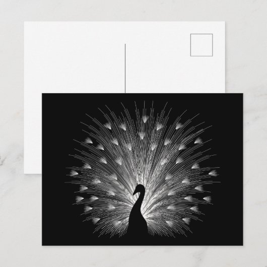 Witte pauw briefkaart (Voorkant / Achterkant)