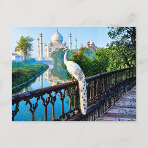 Witte Pauw die uitkijkt over de Taj Mahal Briefkaart