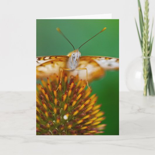 Witte Pauw Kaart (Voorkant)