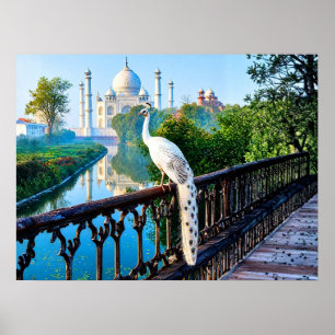 Witte Pauw met uitzicht op de Taj Mahal Poster