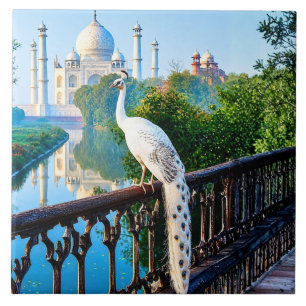Witte Pauw met uitzicht op de Taj Mahal Tegeltje