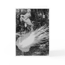 Witte Pauw Nota Kaart <Blank Inside>