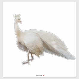 Witte pauw poseren sticker