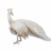 Witte pauw poseren sticker (Voorkant)