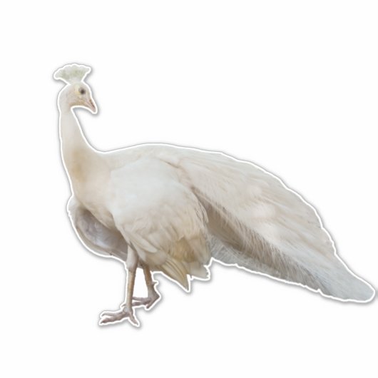 Witte pauw poseren sticker (Voorkant)