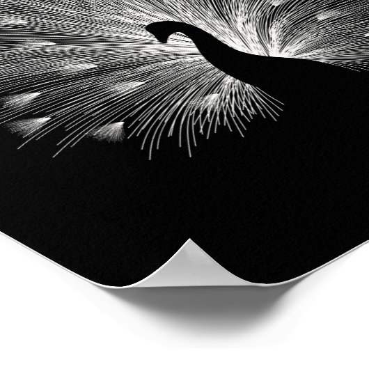 Witte pauw poster (Hoek)