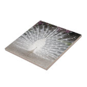 witte pauw tegeltje (Zijkant)