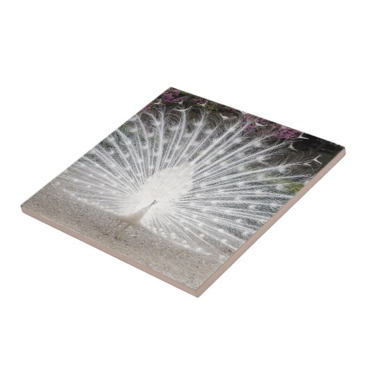 witte pauw tegeltje (Zijkant)