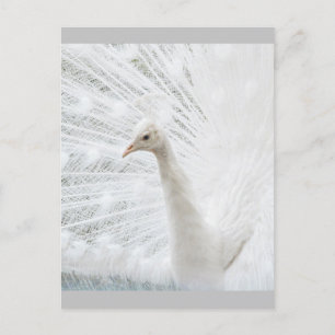 Witte Peacock mooie veren Briefkaart