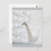 Witte Peacock mooie veren Briefkaart (Voorkant / Achterkant)