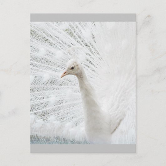 Witte Peacock mooie veren Briefkaart (Voorkant)