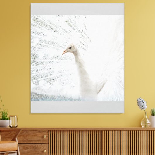 Witte Peacock mooie veren Canvas Afdruk (Insitu (Woonkamer))