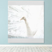 Witte Peacock mooie veren Canvas Afdruk (Insitu (Houten vloer))