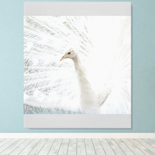 Witte Peacock mooie veren Canvas Afdruk (Insitu (Houten vloer))