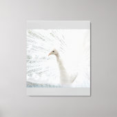 Witte Peacock mooie veren Canvas Afdruk (Voorkant)
