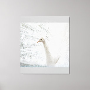 Witte Peacock mooie veren Canvas Afdruk