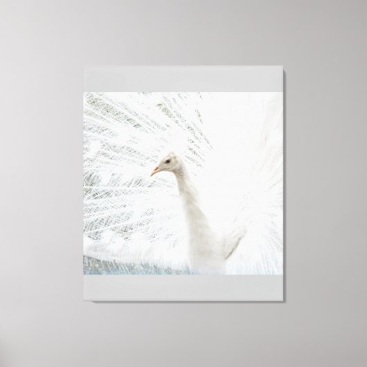 Witte Peacock mooie veren Canvas Afdruk (Voorkant)