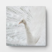 Witte Peacock mooie veren Fotoplaat (Voorkant)