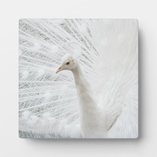 Witte Peacock mooie veren Fotoplaat (Voorkant)