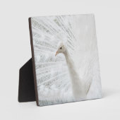 Witte Peacock mooie veren Fotoplaat (Voorkant)