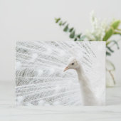 Witte Peacock mooie veren Kaart (Staand voorkant)