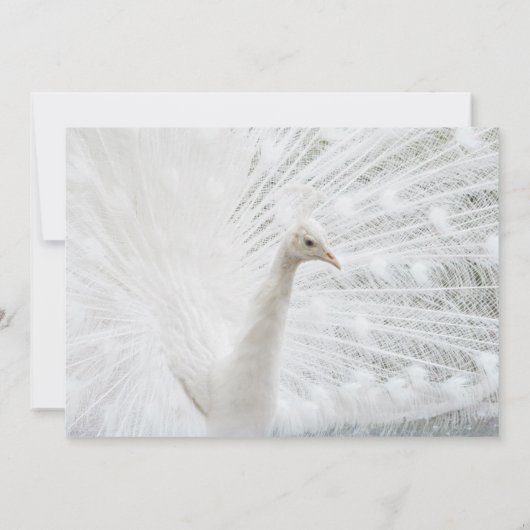 Witte Peacock mooie veren Kaart (Achterkant)
