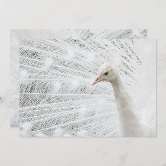 Witte Peacock mooie veren Kaart (Voorkant / Achterkant)