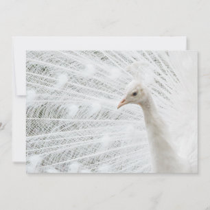Witte Peacock mooie veren Kaart