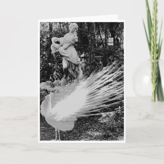 Witte Peacock Note Kaart<Blank Inside> (Voorkant)