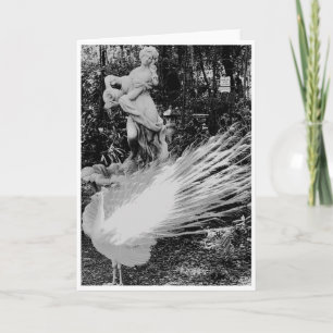Witte Peacock Note Kaart<Blank Inside>