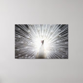 Witte Peacock op Premium Verpakt Canvas (Glans) (Voorkant)