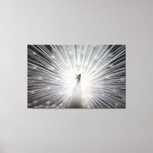 Witte Peacock op Premium Verpakt Canvas (Glans)