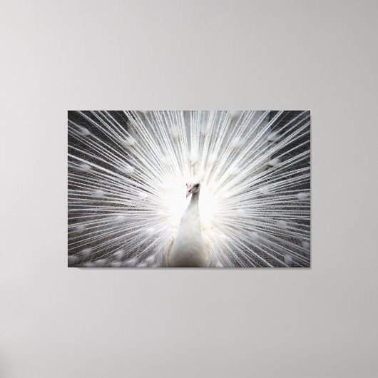 Witte Peacock op Premium Verpakt Canvas (Glans) (Voorkant)