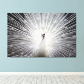 Witte Peacock op Premium Verpakt Canvas (Glans) (Insitu (Houten vloer))