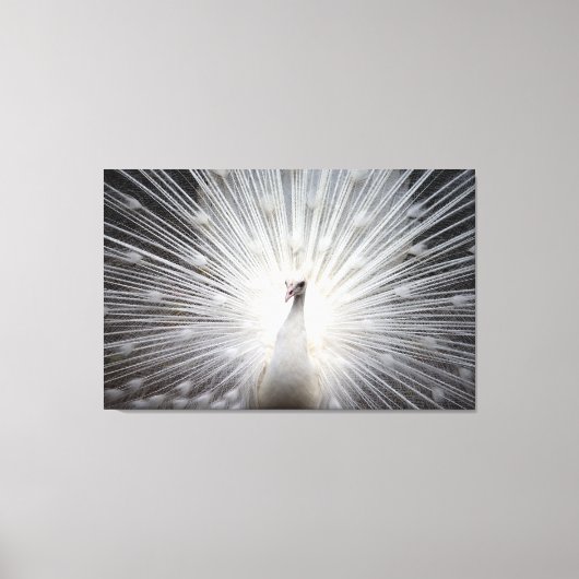 Witte Peacock op Premium Verpakt Canvas (Glans) Afdruk (Voorkant)