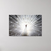 Witte Peacock op Premium Verpakt Canvas (Glans) Afdruk (Voorkant)