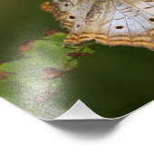 witte peacock-vlinder op bladeren foto afdruk (Hoek)