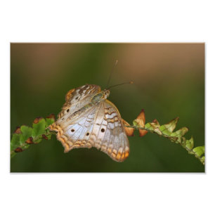 witte peacock-vlinder op bladeren foto afdruk